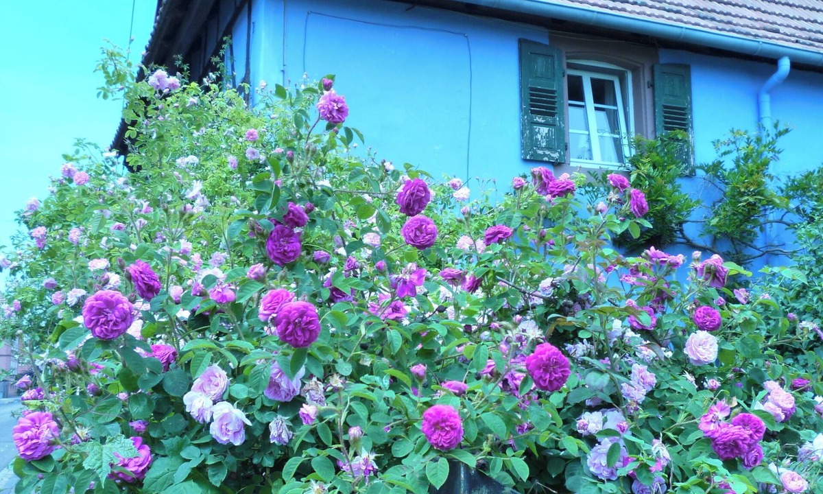 Uttenhoffen Other | Authentic Alsatian house with magnificent garden