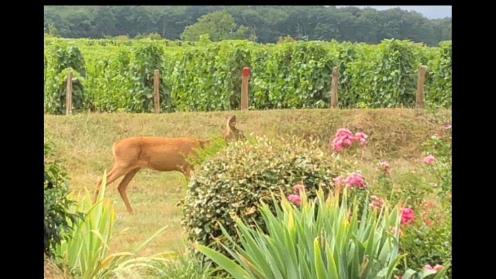Thauvenay House | Avre de Paix Sancerrois