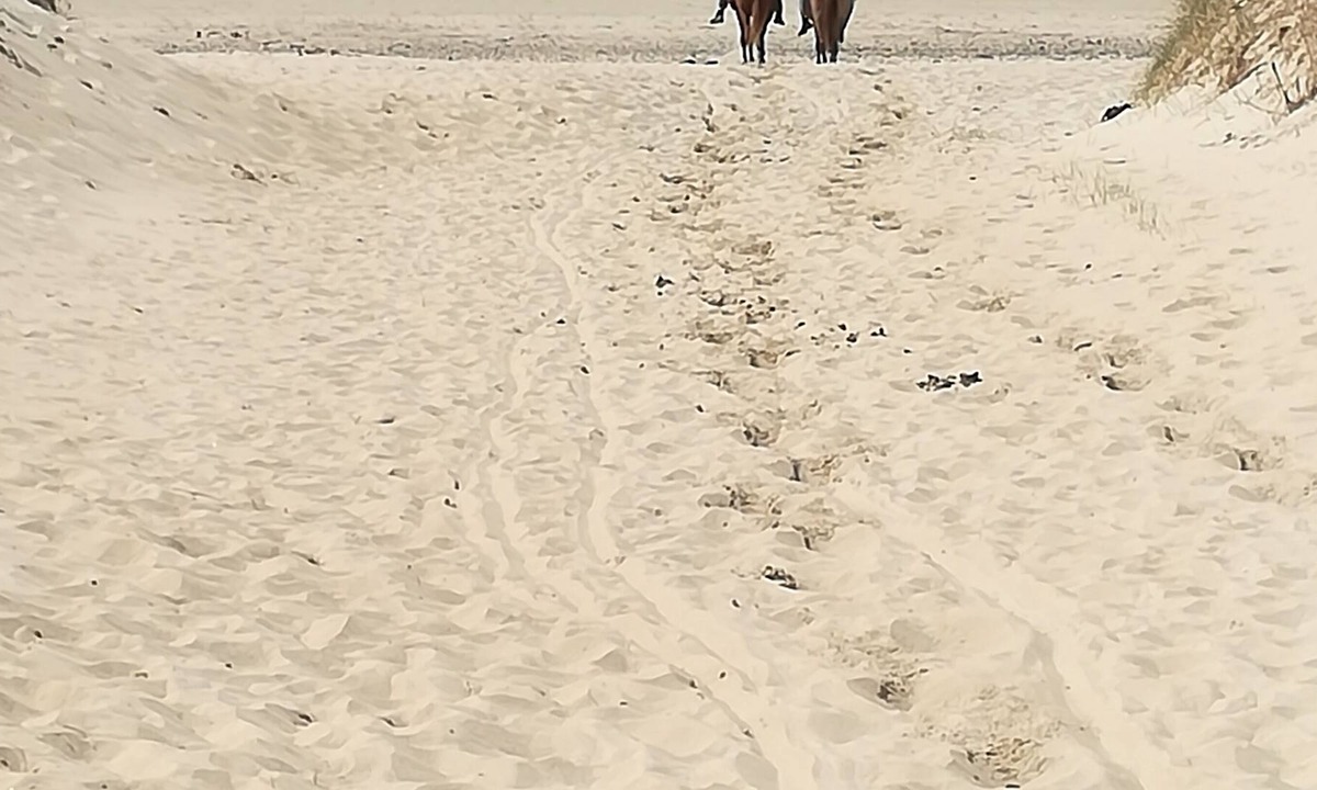 Surville House | House between sea and dunes. House 2 bedrooms, all comfort, ideal for lovers.