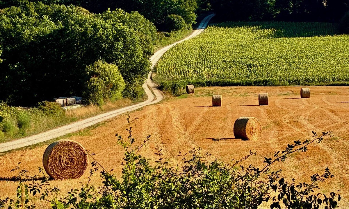 Belveze House | La Muse Rossignol: Swimming pool, spacious rooms & private bath in Occitanie