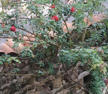 Chauriat House | Aux Rosiers Rouges