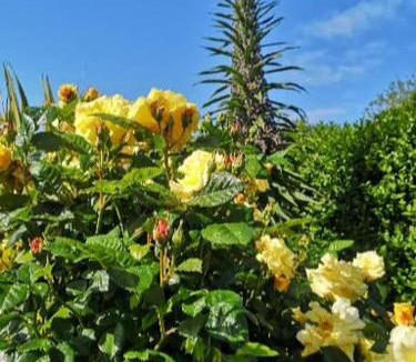 Kerroch Bed & Breakfast | Chambre dans Maison fleurie et calme