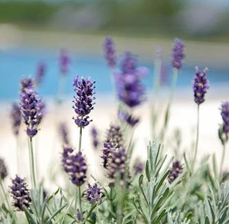 Montdoumerc Bed & Breakfast | Domaine de L'Isle Basse