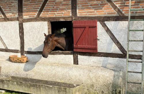 Mercy House | Gîte à la ferme avec piscine, animaux admis en Sologne Bourbonnaise - FR-1-489-368