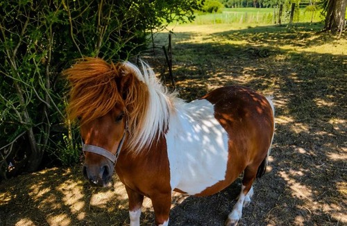 Fredille House | Gîte dans la nature proche du Zoo de Beauval