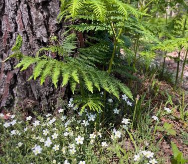 Saint-Paul-en-Born Villa | Jorgette Cabane en lisière de forêt