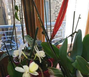 Saint-Flour Bed & Breakfast | La Maison d'Adelaïde Chambres d'hôtes