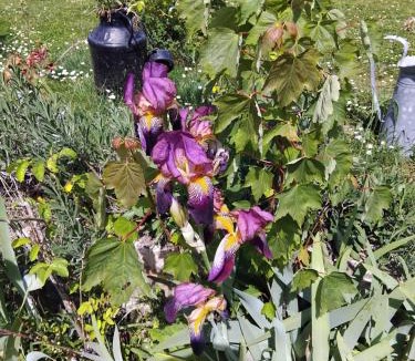 Vinneuf House | Le jardin de Christine
