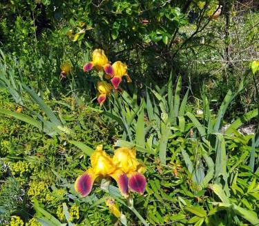 Vinneuf House | Le jardin de Christine