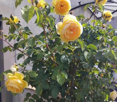 Vinneuf House | Le jardin de Christine