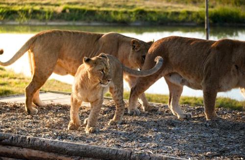 Lumigny-Nesles-Ormeaux Hotel | Le Royaume des Lions