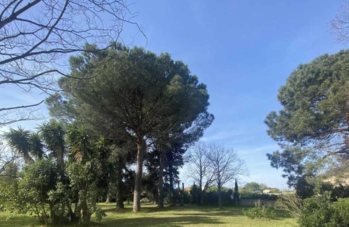 Latour-Bas-Elne House | The Lime Tree in the Parc de la Dame