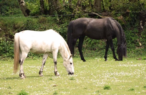 Sulniac Bed & Breakfast | Une roulotte et des chevaux