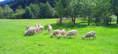 Au mohair des Alpy