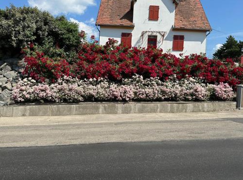 Au parfum des roses