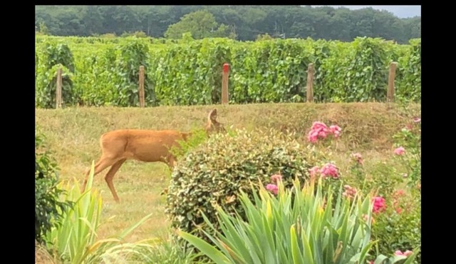 Avre de Paix Sancerrois