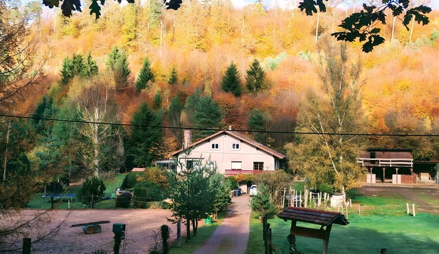 Equestrian Retreat in the Forest with Donkeys – Domaine L'échappée Verte