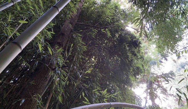 Gîte du bambou bleu, dans un jardin botanique Disneyland Paris a 34 km