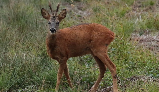 Gite de L'étang