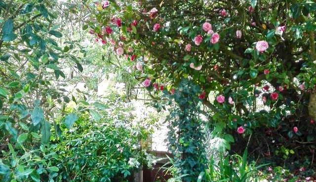 Les Camelias