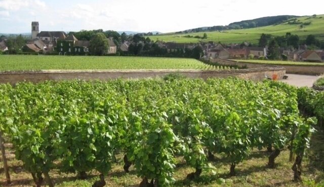 Newly renovated village home with views over the vines of Pommard