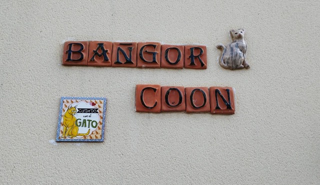 The Bangor Coon Apartment Liouba