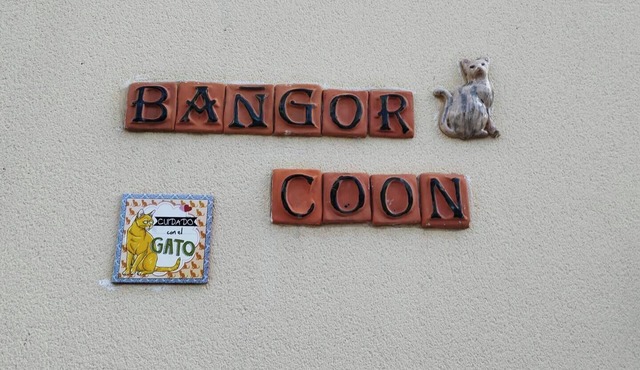 The Bangor Coon Duplex Vero