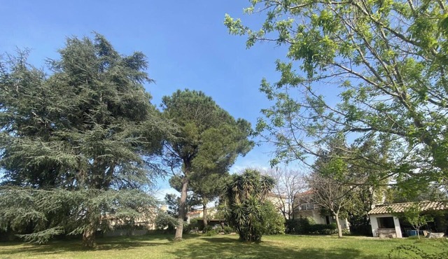 The Parc de la Dame Cedar