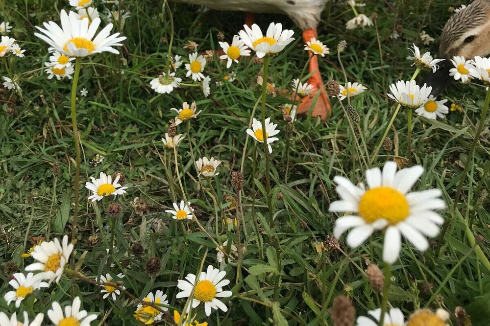 Photo of Outdoor in Pleucadeuc