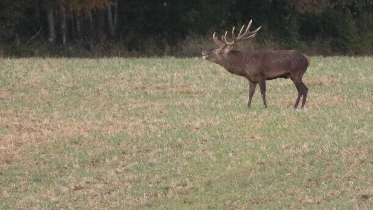 Photo of Outdoor in Belval-en-Argonne