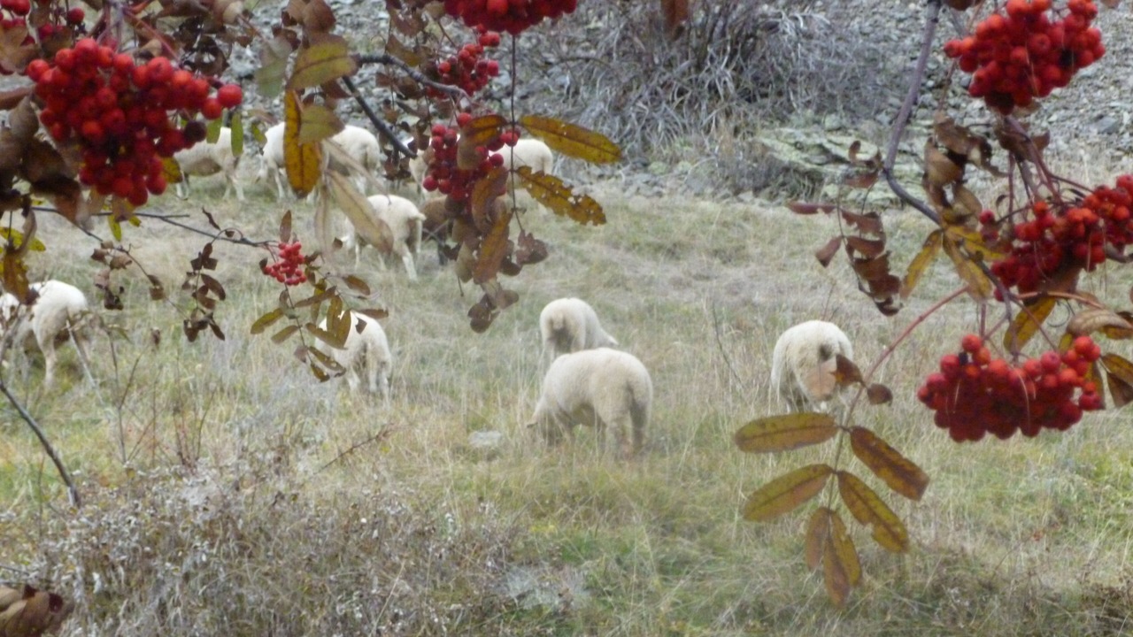 Photo of Outdoor in Freissinieres
