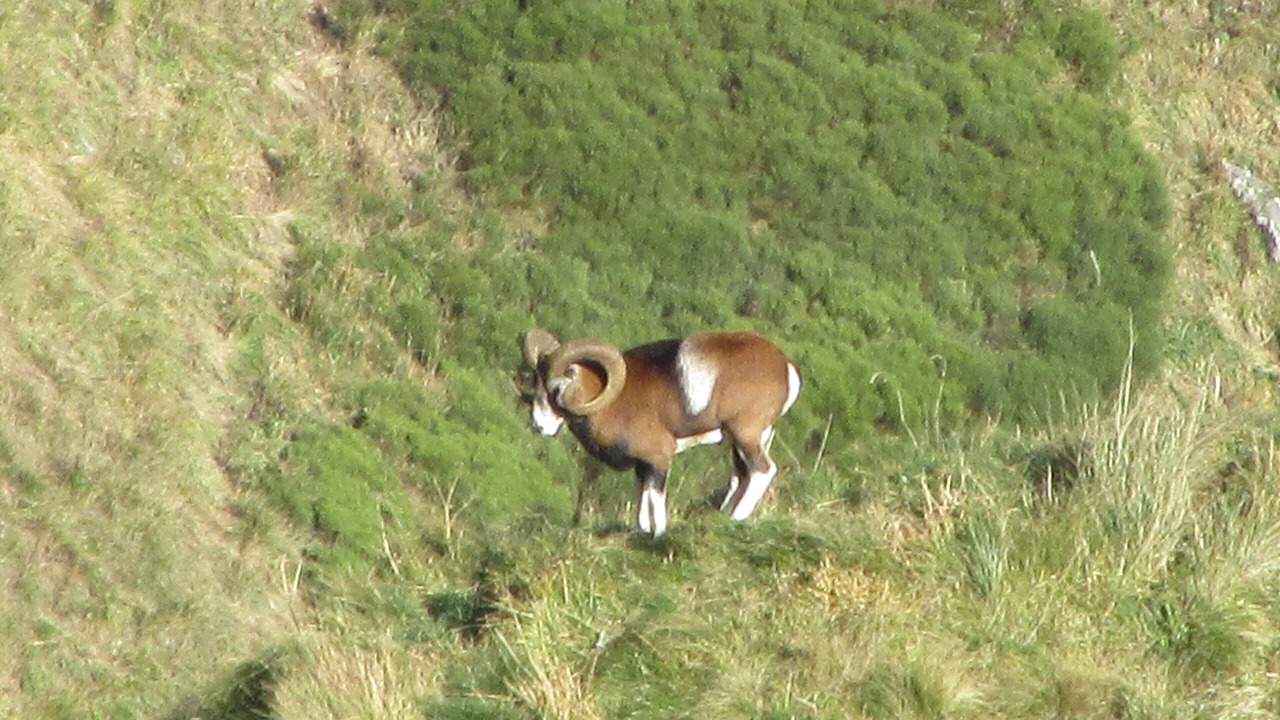 Photo of Others in Besse-en-Chandesse