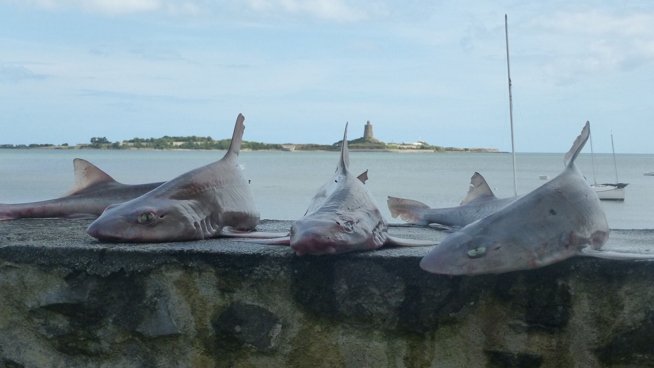 Photo of Outdoor in Morsalines