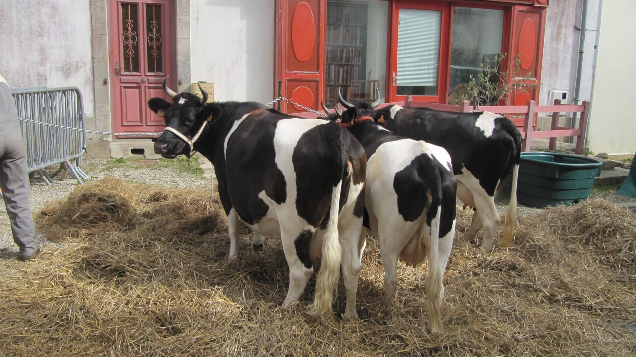 Photo of Others in Goulien
