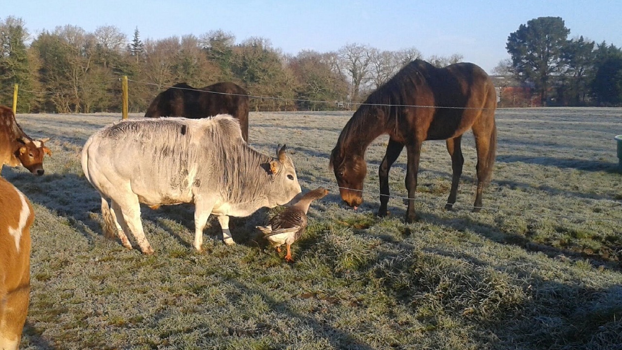 Photo of Outdoor in Quimperle
