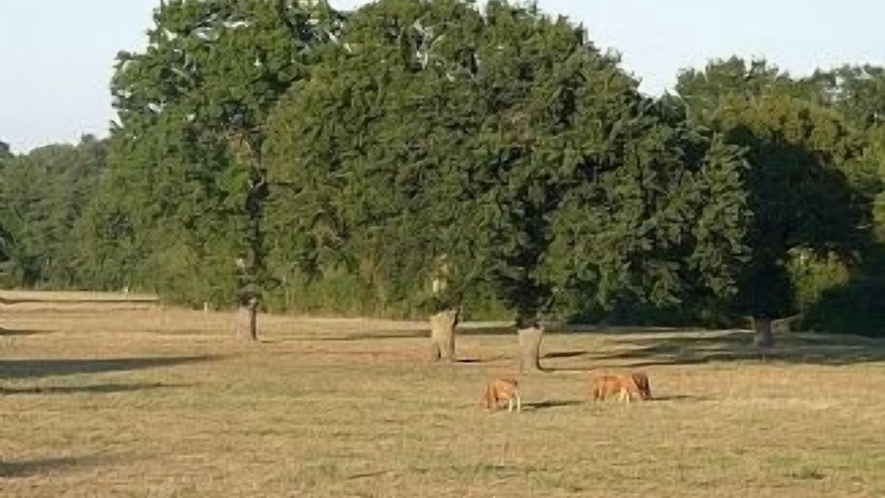 Photo of Others in Lurcy-Levis