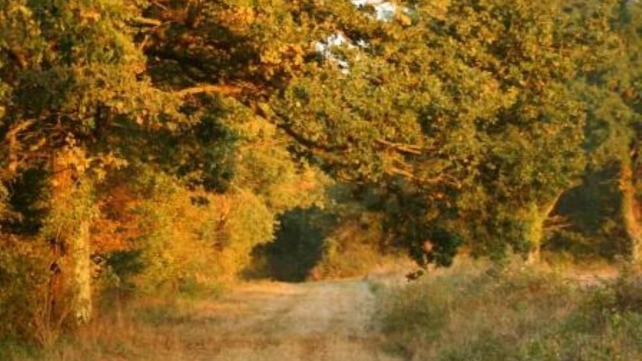 Photo of Others in La Bussiere