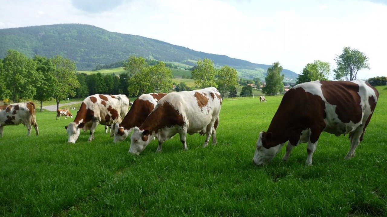 Photo of Outdoor in Sauvain