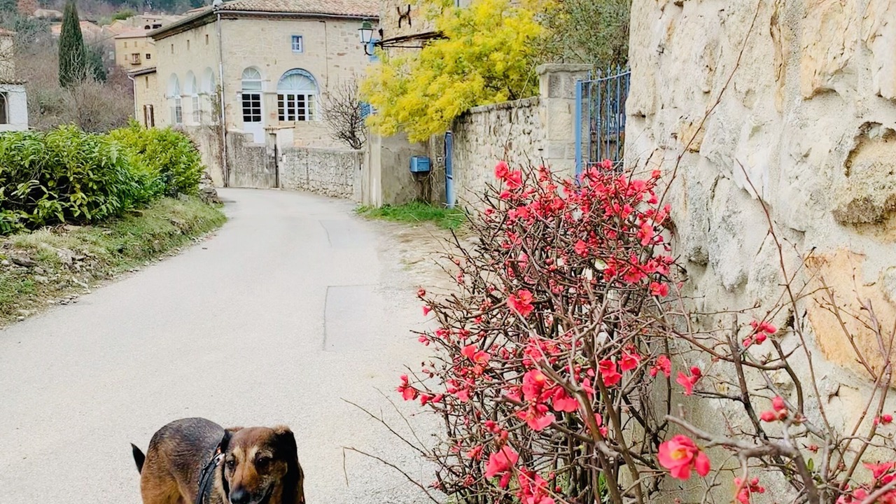 Photo of Outdoor in Saint-Paul-le-Jeune
