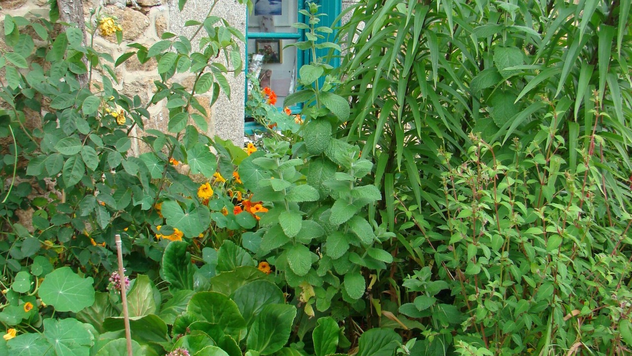Photo of Outdoor in Saint-Donan