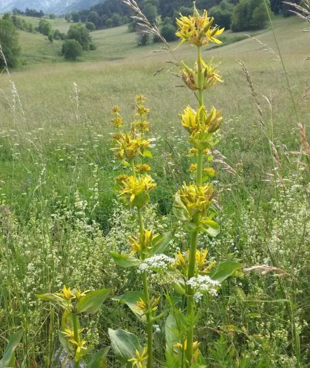 Photo of Others in Gresse-en-Vercors