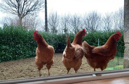 Gausson Bed & Breakfast | La Ch'tite Breizh